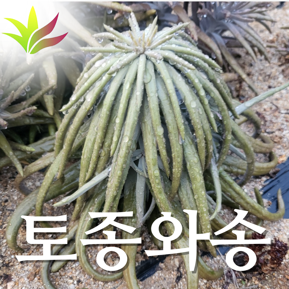 토종와송 생와송 3kg
