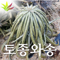 토종와송 생와송 3kg